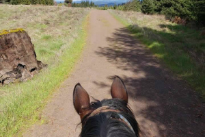elk-forest-ride