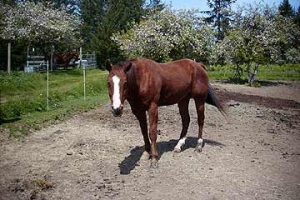 Horse13