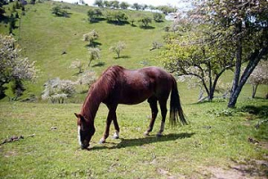 Horse15
