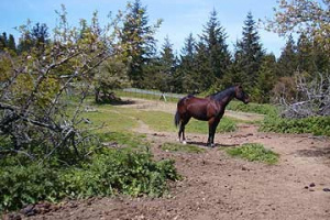 Horse17