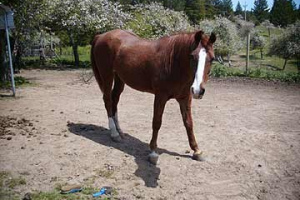 Horse19