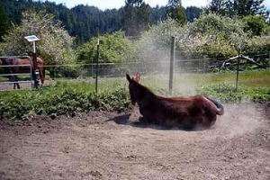 Horse21