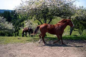 Horse27