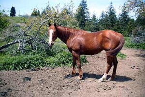 Horse29