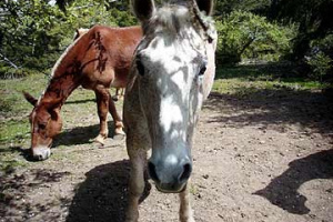 Horse38