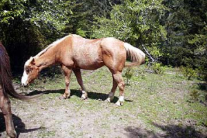 Horse39