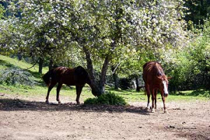 Horse42