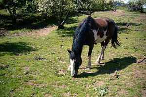 Horse47