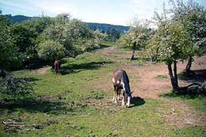Horse49