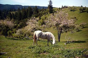 Horse51