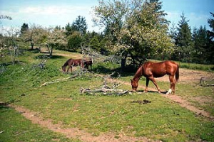 Horse52