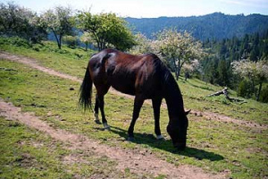 Horse53