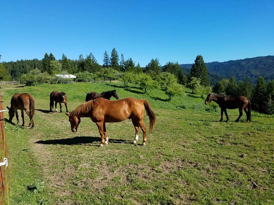 ross ranch horses